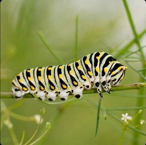 One Clue Crossword Caterpillar