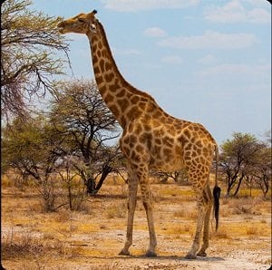 One Clue Crossword Giraffe