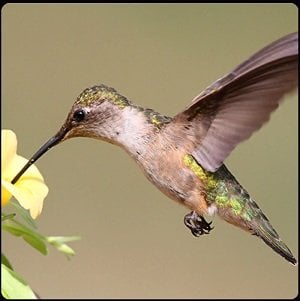 One Clue Crossword Hummingbird
