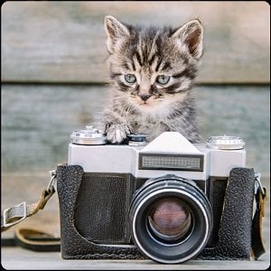 One Clue Crossword Kitten Camera