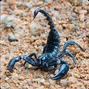 Scorpion скачать игру - фото 11