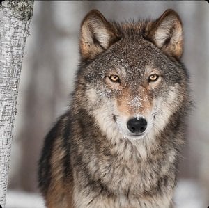 Wolf - Get Answers for One Clue Crossword Now